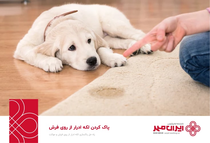 پاک کردن لکه ادار سگ و گربه از روی فرش